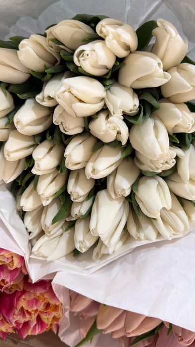 Тюльпаны сезон 2026