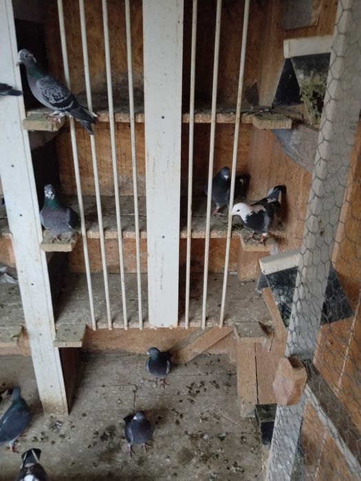 Porumbei voiajori de vanzare