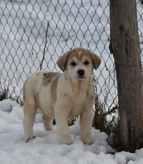 Ciobanesc de asia centrala