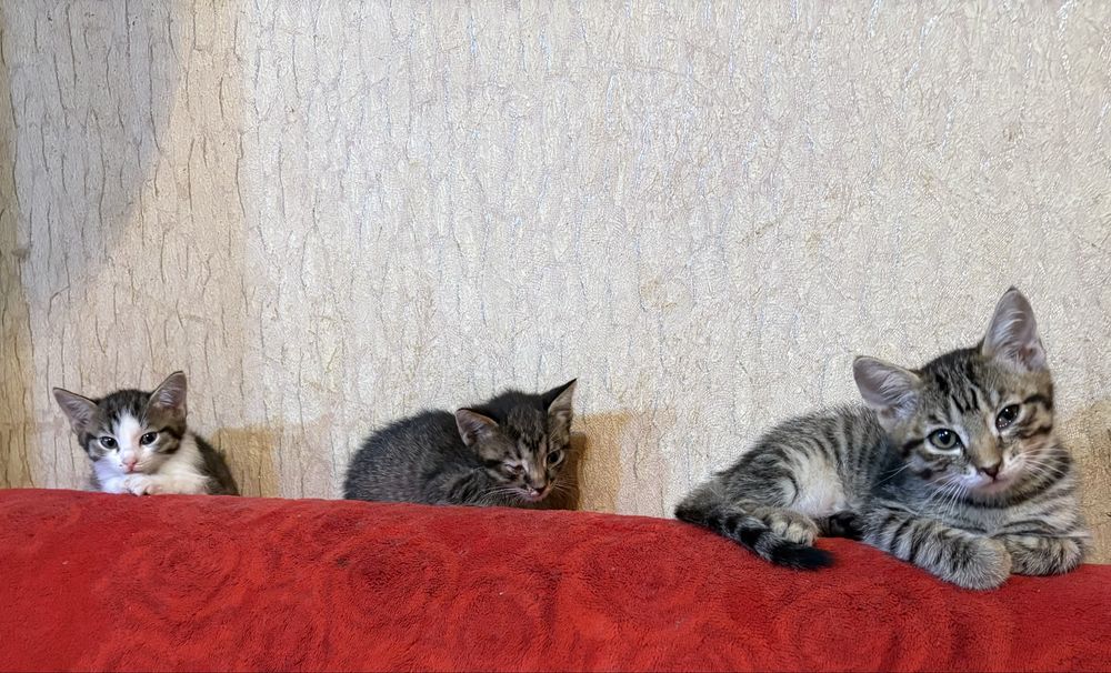 Котёнок ищет дом