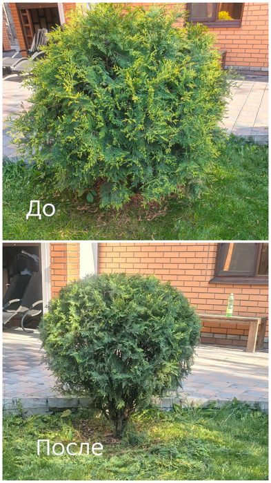 Озеленение, услуги садовника.
