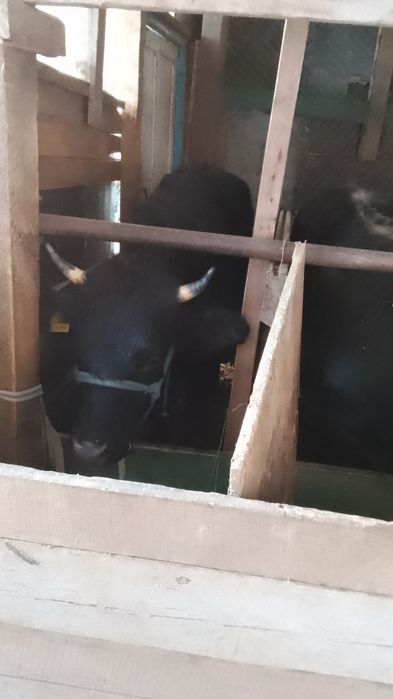 Телка алатаусементал