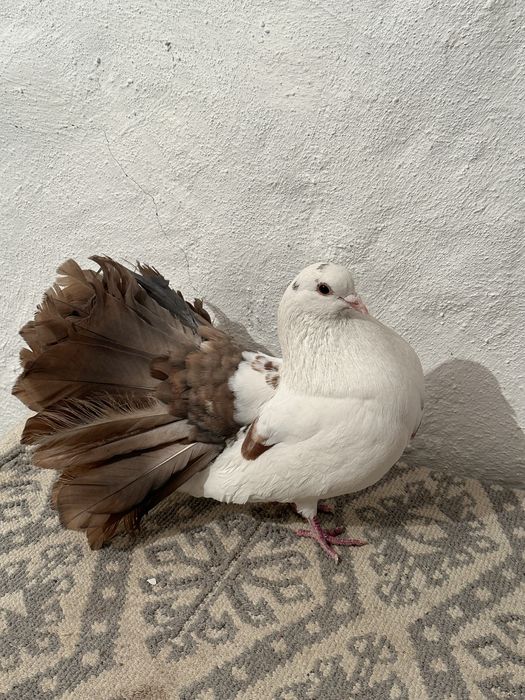 Продам Павлин Голубей