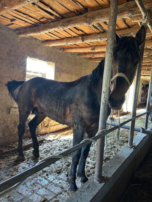 Срочно 2 айғыр сатылады!