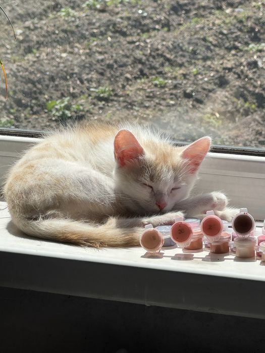 Отдадим рыжего котенка