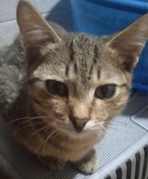 Котенок в поисках дома