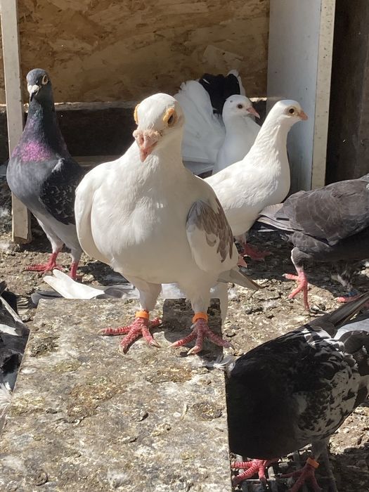 Porumbei gusati si cochincina schimb