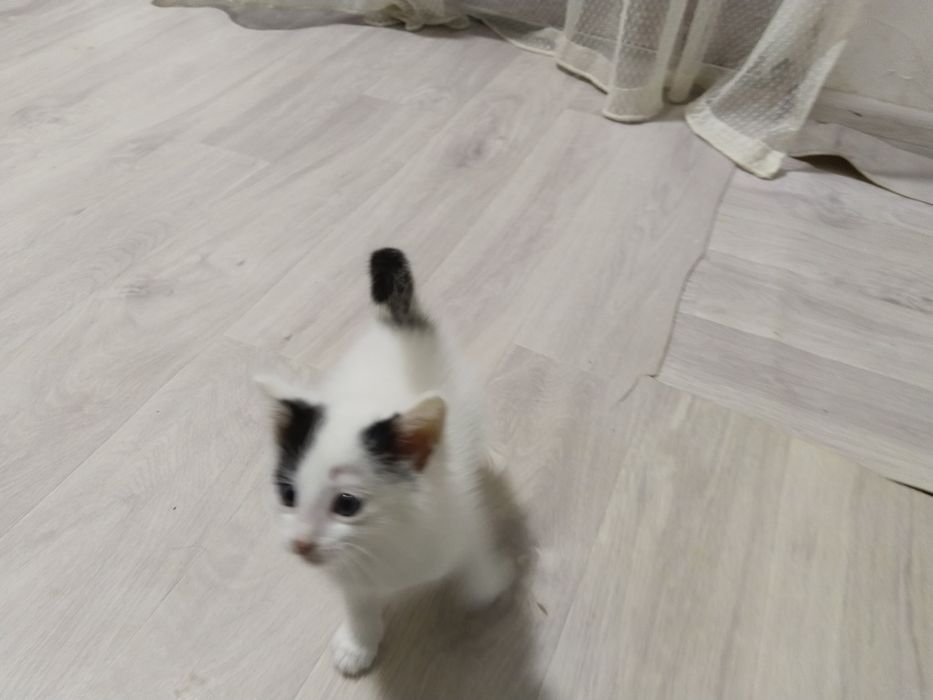 Котёнок в ответственные руки