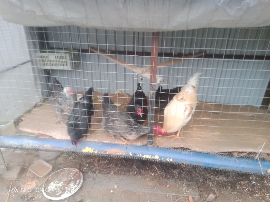 Ақылды Тауықтар сатылады