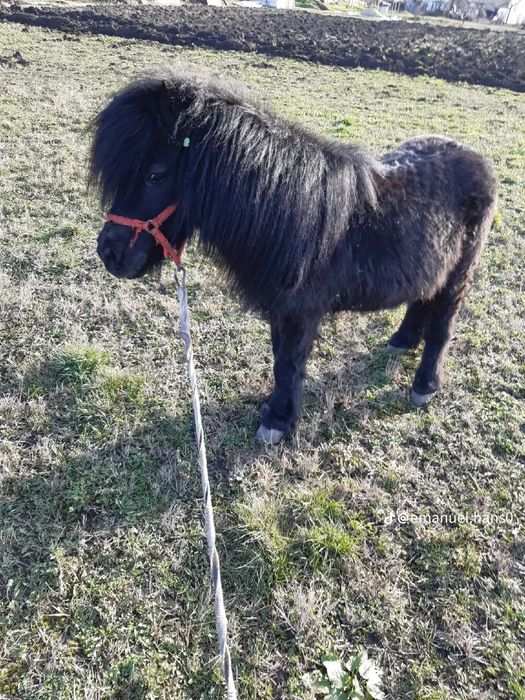 Vând un ponei armăsar