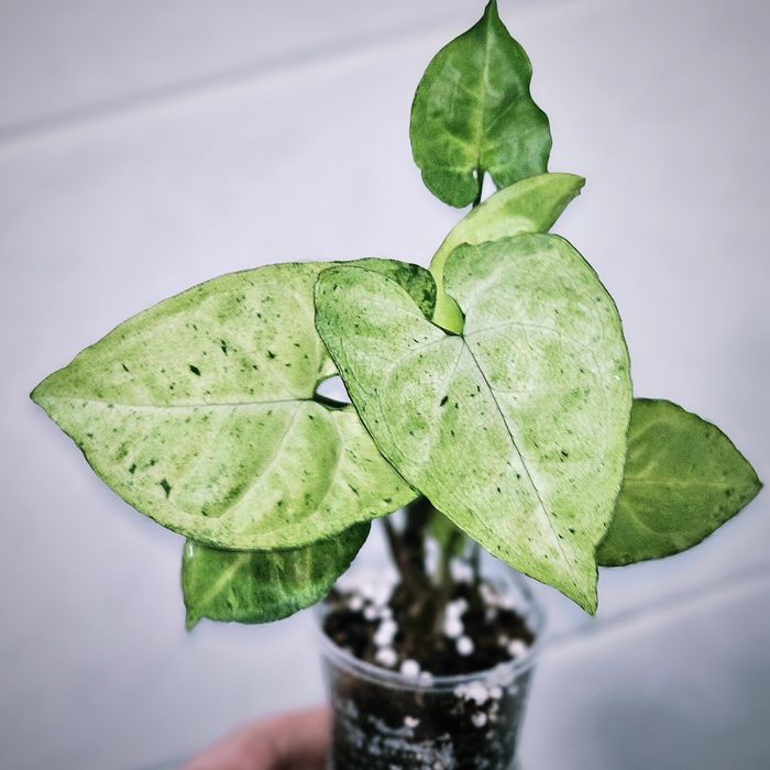 Сингониумы Syngonium