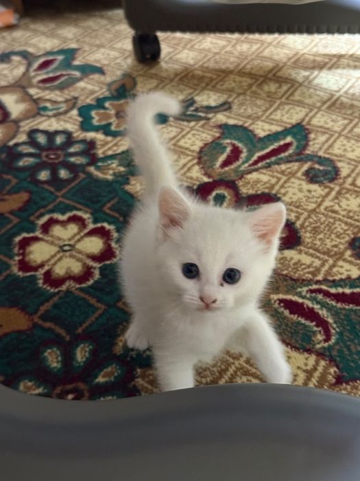 Котенок срочно!!!