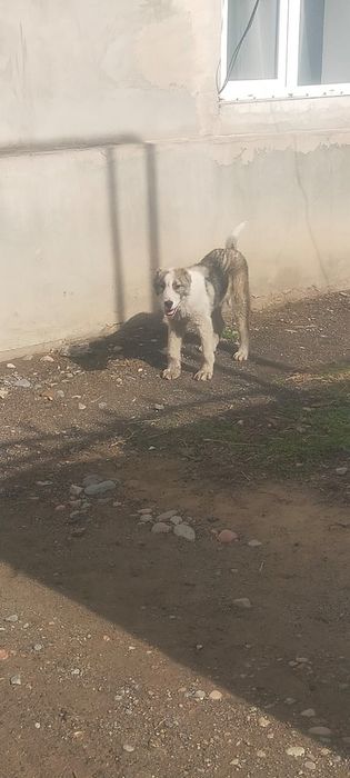 Продам щенка Алабая 4 месеца