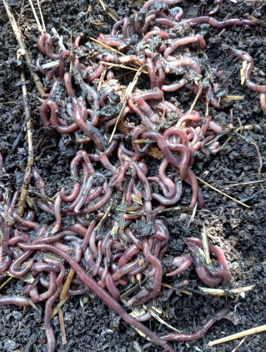 Biogomus va chuvalchang