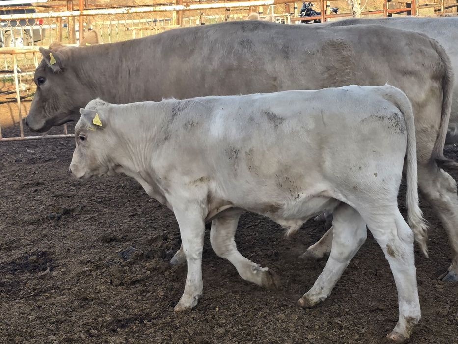 Продам бычков Ауликольской породы