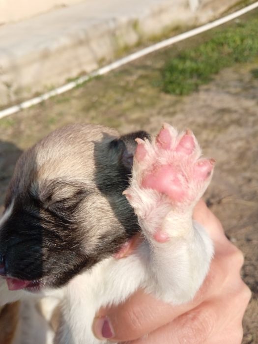 Kuchukchalar sotiladi