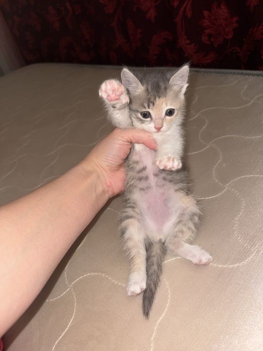 Котенок совсем крошка