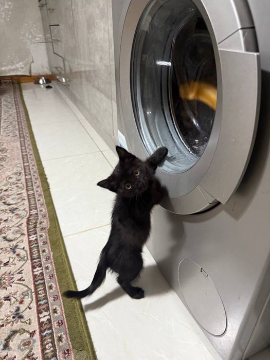 Отдам в добрые руки мальчики