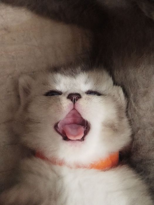 Shotlandski parodali mushucha srochna sotilad