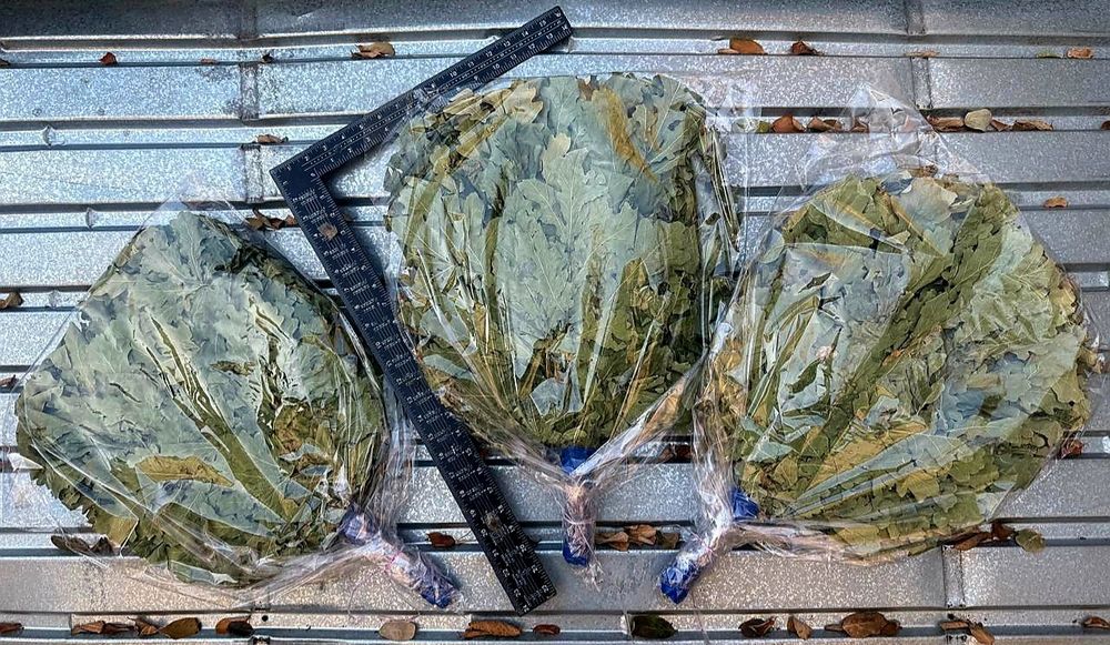 Веник дубовый и берёза + Доставка