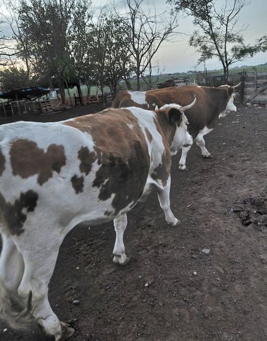 Vand junici gestante 500 kg urgent 60 mil bucata