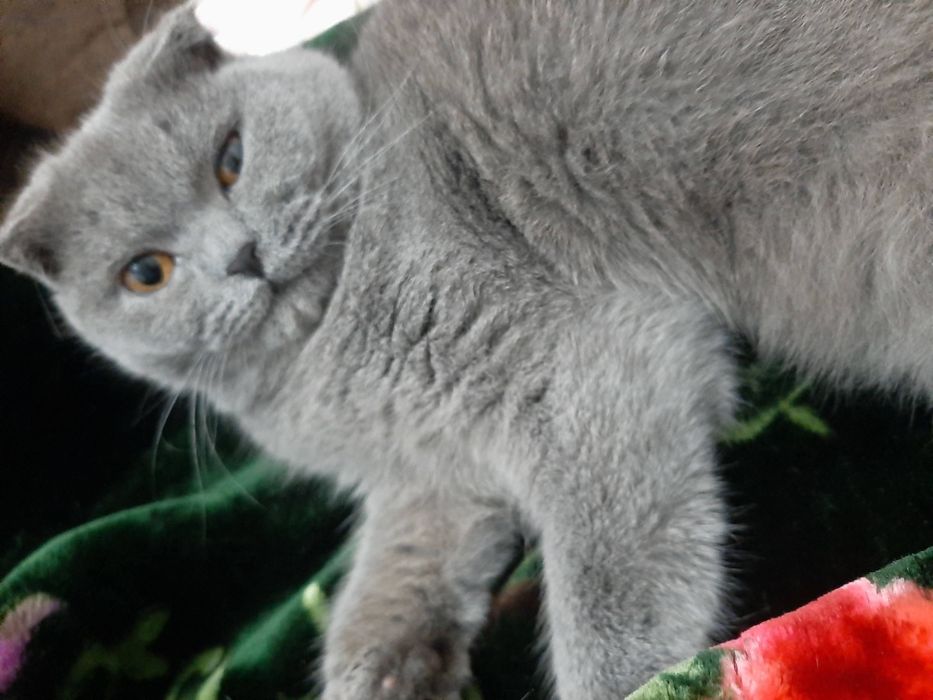 Кот  3 года в добрые