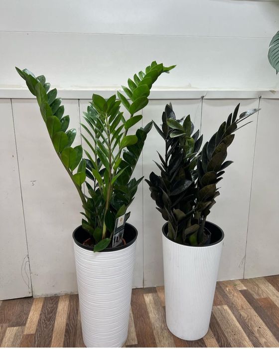 Kozoynak bilan plyajda jinsiy aloqa porno video