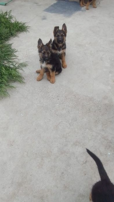 ПРОДАЮ ЩЕНЬКОВ  ВОС-Европейской овчарки