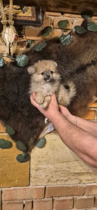 Кученца пинчери и мерлета