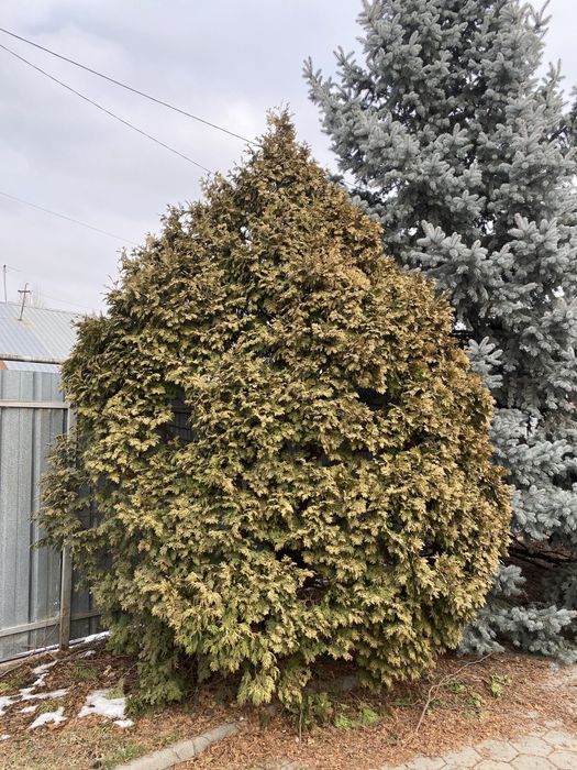 Продам Тую большая