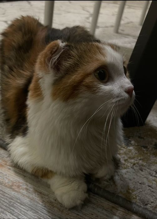 кошечка ищет кота для вязки