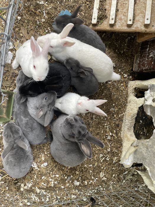 Vand Iepuri Rex Pitic