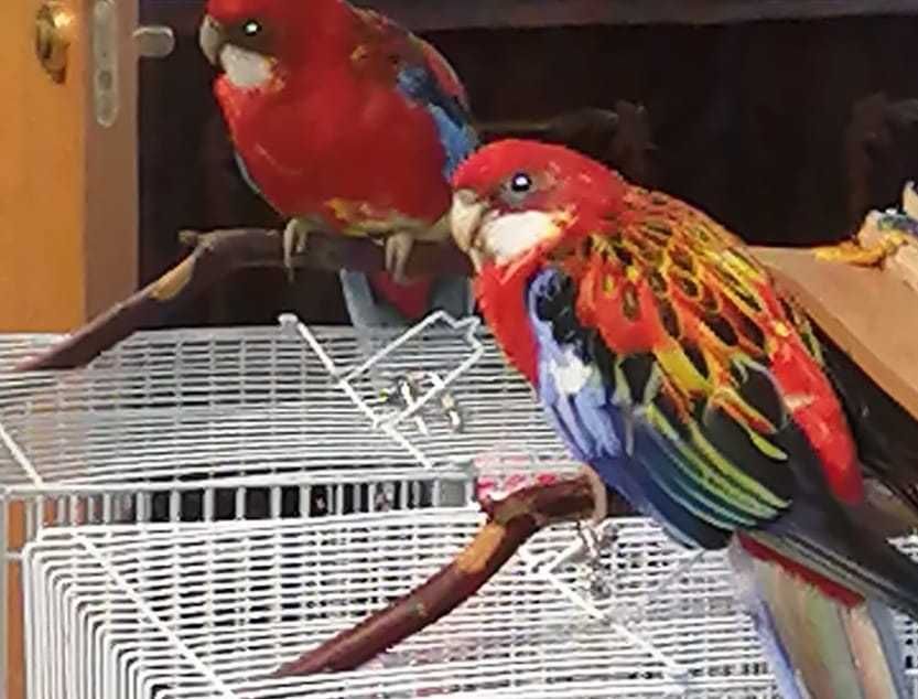 попугай Розелла красный восточный