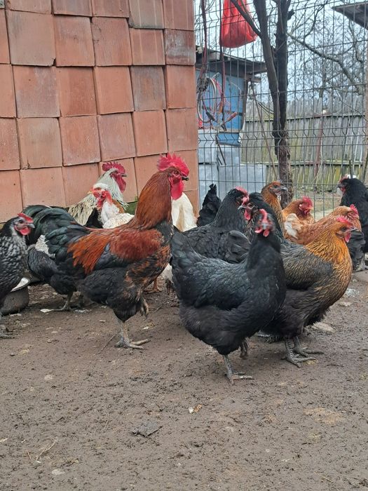 Gaini Românești de vânzare