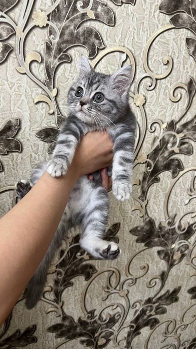 British shorthair мальчик