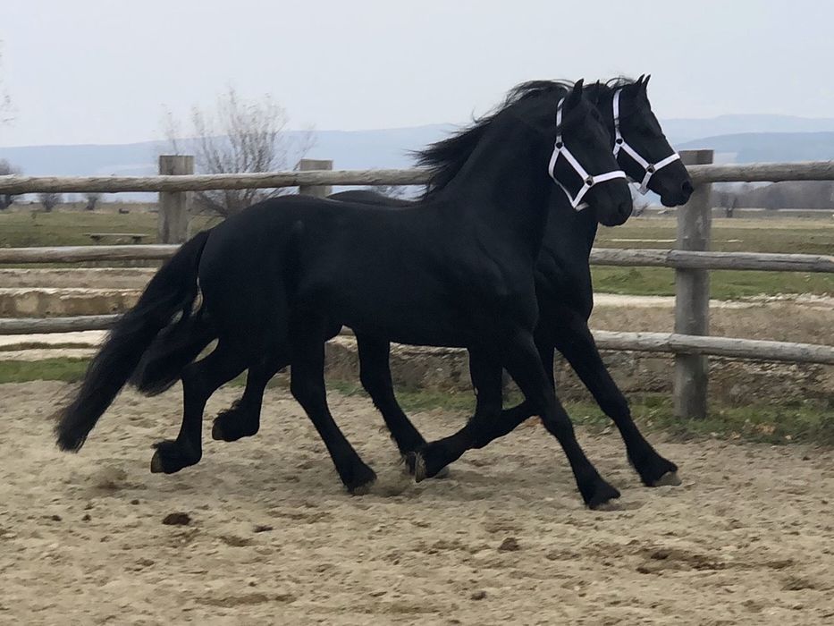 TOP Friesian armăsari Friesieni