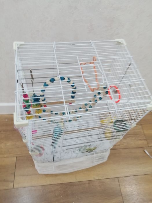 Продам попугая с клеткой