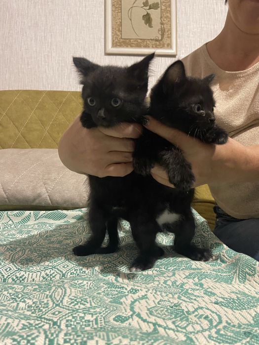 Отдам котят в добрые руки