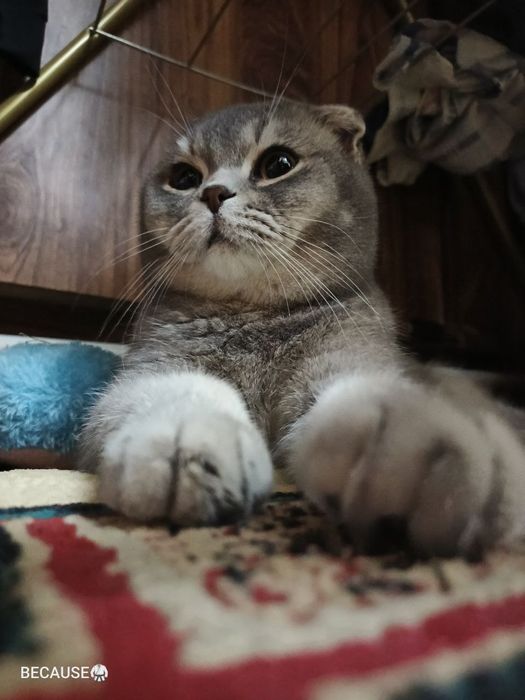 Viyaska, nasil olish uchun o'g'il mushuk