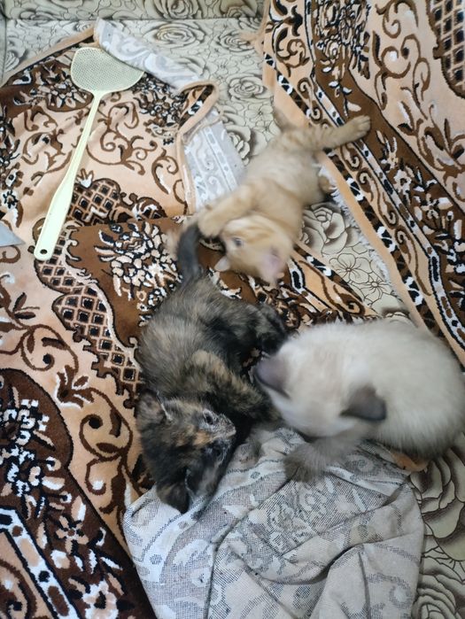 Котята в добрые руки