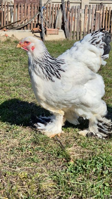 Puicute Brahma Herminat Deschis