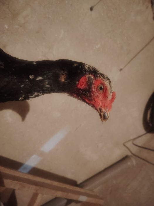 Тауық қораз сатылады