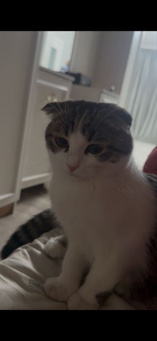 Котенок,вислоухи.