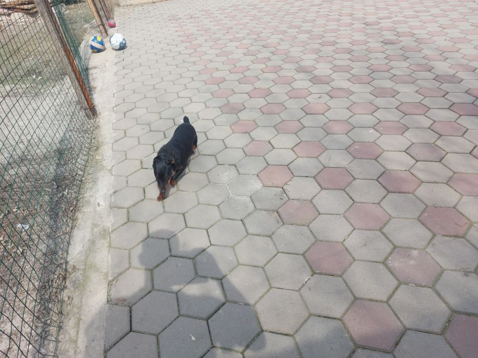 Ягдтерьер щенки Резерв