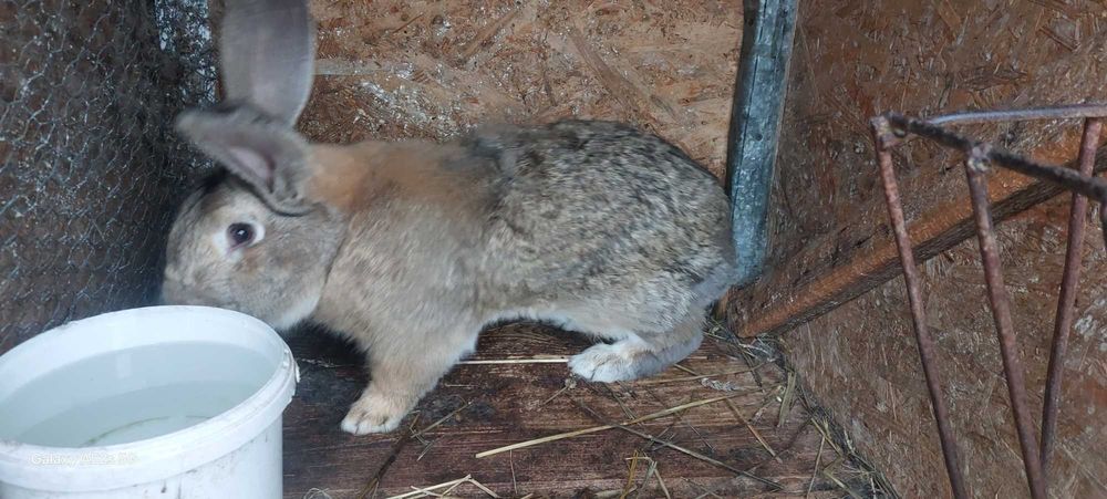 Iepuri uriașul belgian