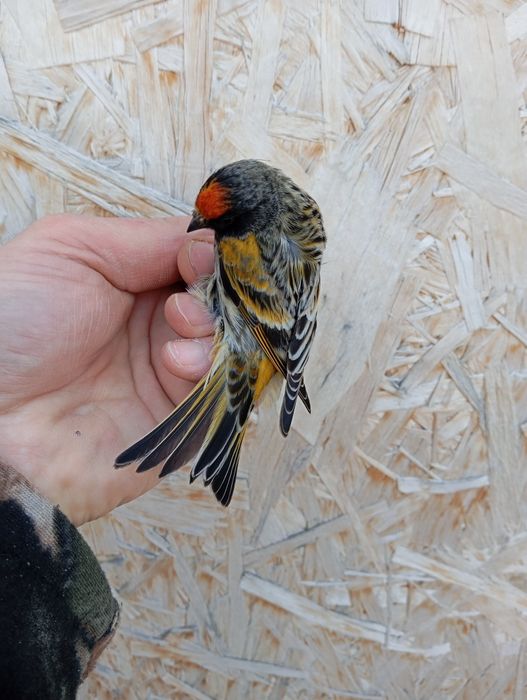 Продам щеглов, чижей, красношапочный вьюрок