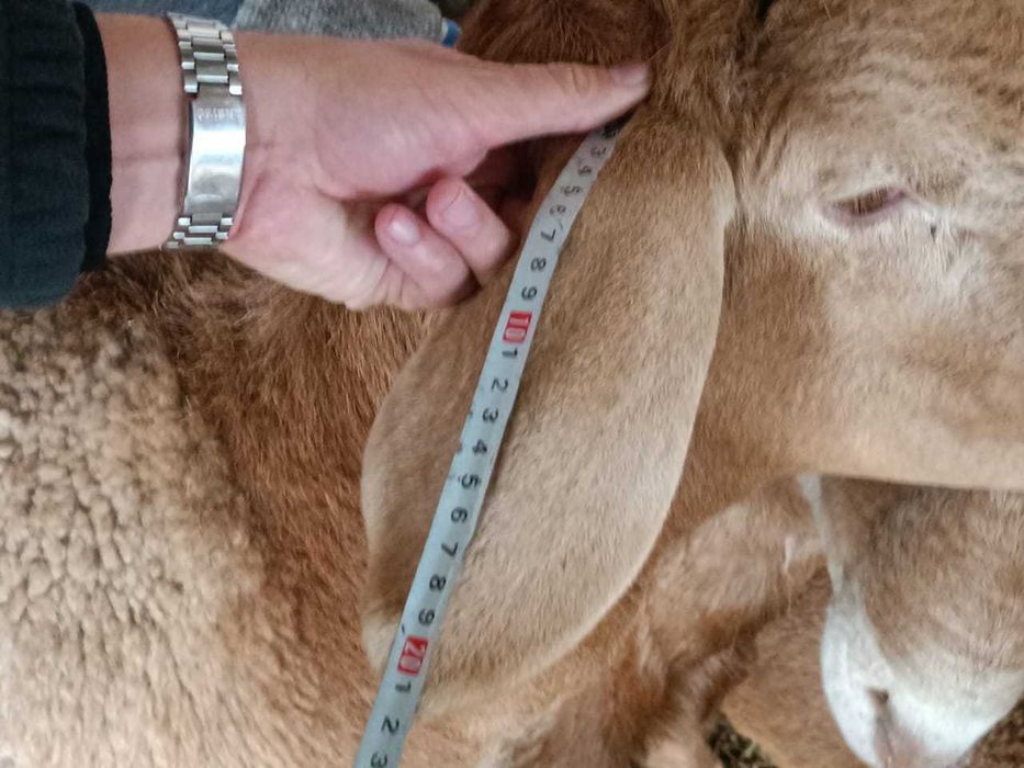 Продам Арашан-Гиссар (кашкары)