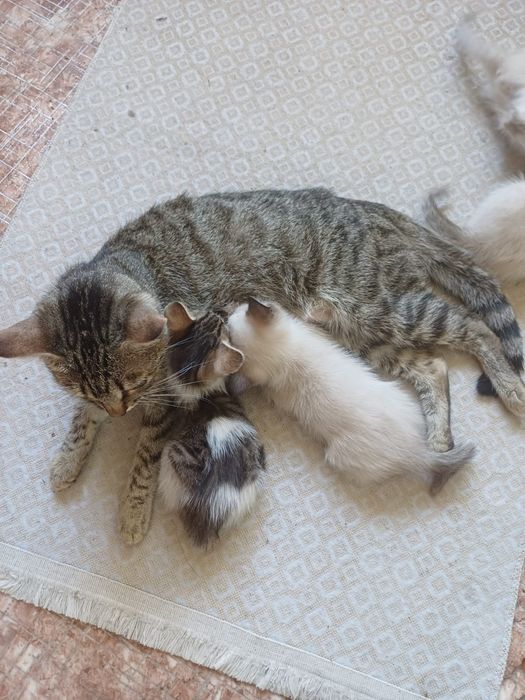 Отдам котят в добрые руки