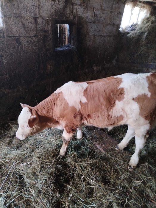 Vând vițel tauras