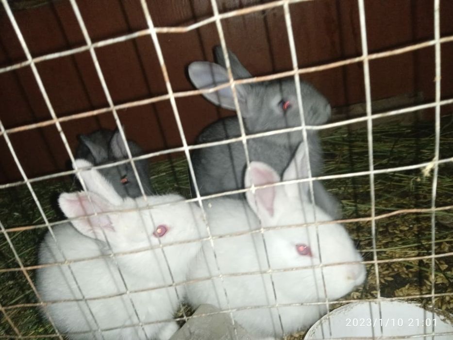 Кральчата виликаны чиста кровные